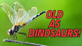 🐉🪰 "10 Jaw-Dropping Dragonfly Facts You Won't Believe!"