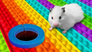 Hamster POP IT Maze [OBSTACLE COURSE]