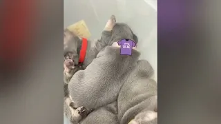 🤣 Hilarious 😻 French Bulldog 😻 - Cute And Funny Pets Videos 😇 CutesPuppies