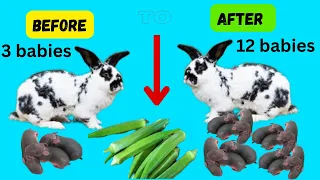 How to Increase your rabbit’s fertility