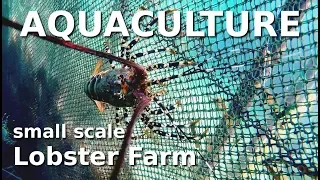 Aquaculture - small scale lobster farm - Philippines