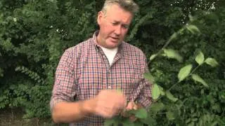 Identifying Hornbeam