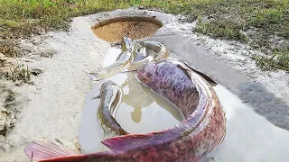 Amazing Hole Fish Trap- Smart Boy Build Fish Trap By Muddy soil- Get A Lot of Fish 100%