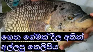 Hand fishing | අතින් අල්ලපු තෙලිපියා | River fishing sri lanka 🇱🇰