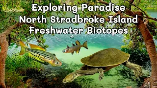 North Stradbroke Island Australia Explore Its beauty and Freshwater Fish Habitat Follow the Rainbow
