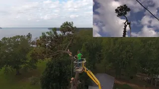 How to top a tall pine tree.