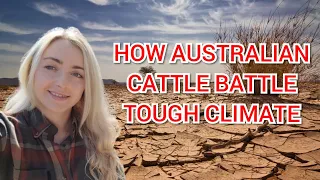 HOW AUSTRALIAN CATTLE BATTLE THE TOUGH CLIMATE