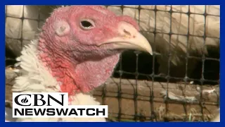 CBN NewsWatch AM: November 24, 2022