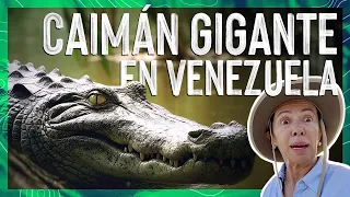 ¿Why do we have to SAVE the ORINOCO ALLIGATOR? 🐊 GIANT Alligator in VENEZUELA😱 ValendeViaje