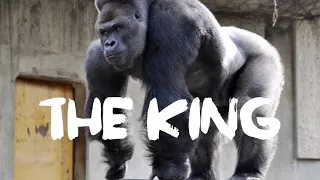 Le Gorille: The king de la jungle