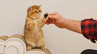 Give me something tasty! And then I'll let you touch me!