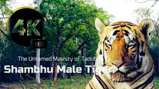 "Tadoba's Fearless Hunter: Shambhu Male Tiger Unleashed"