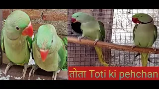 Alexandrine 4 month Baby parrot male or female Difference parrot male Female ki pehchan