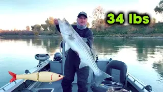 34 Pound Striper (Big Bait, Big Fish)