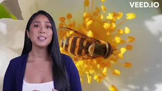 The Amazing World of Flies Revealed!