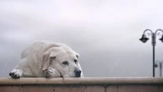 Верные собаки как Хатико! ОЧЕНЬ ГРУСТНАЯ  история!!!