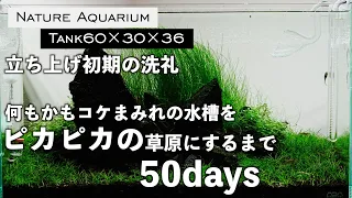 【60cm水草水槽】迫力のある山水石にショートヘアーグラスが映えるまでの50日間