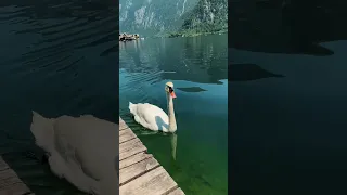 #hallstatt #austria