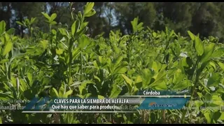 Claves para la siembra de alfalfa