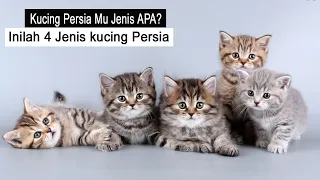 TERNYATA ini 4 macam jenis kucing persia/fakta kucing