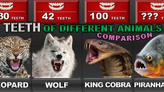 Comparison : The NUMBER OF TEETH of different animals