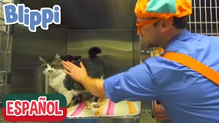 Blippi visita un Refugio de Animales| Compilación | Aprende con Blippi