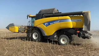 New Holland CX 8040 Ayçiçeği Hasadı (2023)