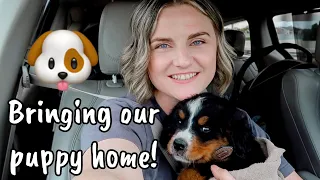 MEET OUR ADORABLE BERNESE MOUNTAIN DOG PUPPY! | MOM OF 4 DAY IN THE LIFE | MEGA MOM