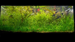 800 days of my 100l Low-tech aquarium. From set up.