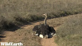 WildEarth - Sunrise Safari -  04 August 2023