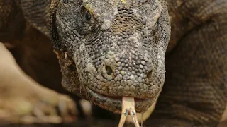 Extremely violent mating in Komodo dragons😯😲