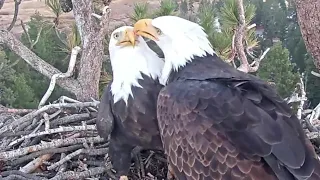 Big Bear Bald Eagle~💞Evening visit by Jacky & Shadow~4:46 p.m. 2022/11/29