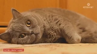 😺 FUNNY CATS AND KITTENS HD 2017 #119