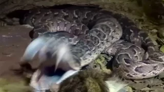 Puff adder strike