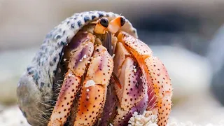 Hermit Crabs LINE UP To Swap Shells! | Life Story | BBC Earth Kids