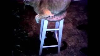 Cats Playing King Of The Stool