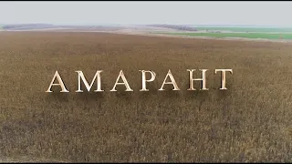 Амарант. Сорт Гигант. Волгоград