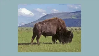 Where does an animal end? The American Bison