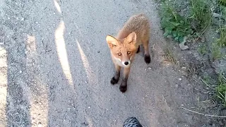 Лисёнок сам подошёл знакомиться)