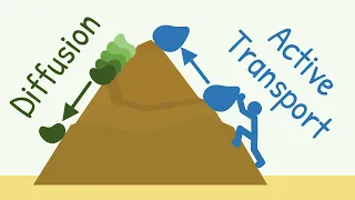 Diffusion vs Active Transport || Transport Through the Cell Membrane || General Physiology