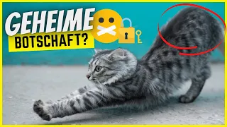 Das ist die geheime Botschaft, wenn deine Katze ihren Po vor dir hochstreckt!