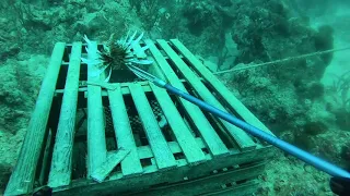 Lionfish Hunting - Salty Spines November '21 Derby - Dive 1