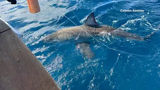 Raw video: 12-year-old catches great white shark off Florida coast