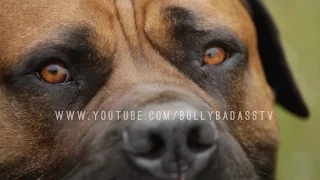 BOERBOEL A MASTIFF DOG BRED TO DO BATTLE WITH AFRICAN LIONS