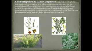 Біологія (6 клас). Життєві форми рослин як адаптації до середовища існування. Вчитель: Крючек Л. А.