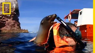 A Playful Sea Lion Encounter in California | National Geographic