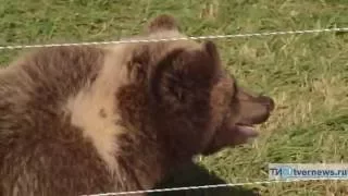 На аэродроме в Тверской области приютили осиротевшего медвежонка