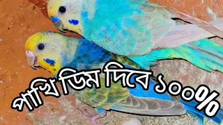 যা যা করলে আপনার পাখিও ডিম দিবে ইনশাআল্লাহ ❤️‍🩹💯#budgie_videos #budgielove #budgiebreeding