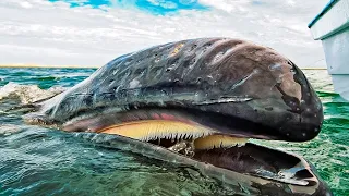 Whales You Won’t Believe Actually Exist