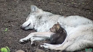 Wolf Pup Spoons with Big Sister 🐺